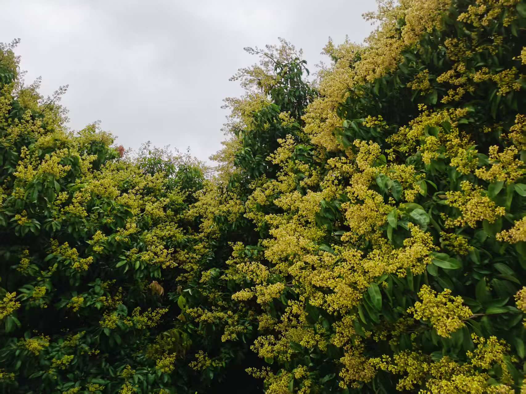 請到汕頭看荔枝花 ：帶你邂逅繁花盛開