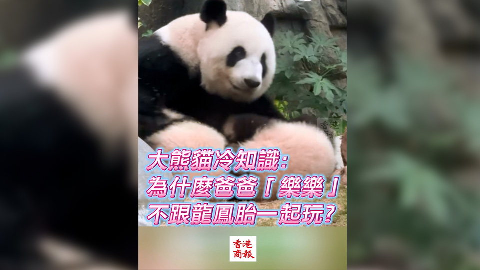 有片 | 大熊貓冷知識：為什麼爸爸「樂樂」不跟龍鳳胎一起玩？