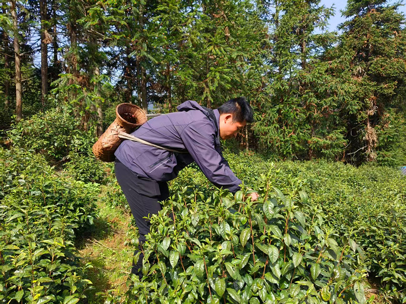 春茶搶鮮正當時 皖黟縣柯村鎮駐村工作隊化身採茶工