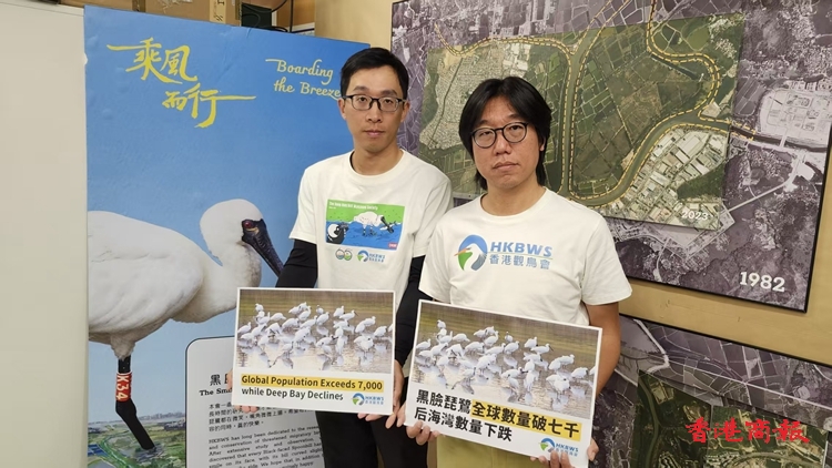 黑臉琵鷺全球超過7000隻 惟后海灣數量下跌逾一成