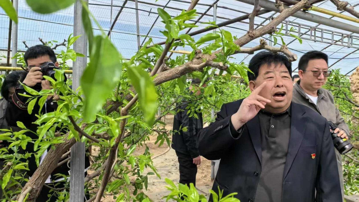 陝西大荔：唱響「冬棗之鄉」品牌 打造百億特色產業