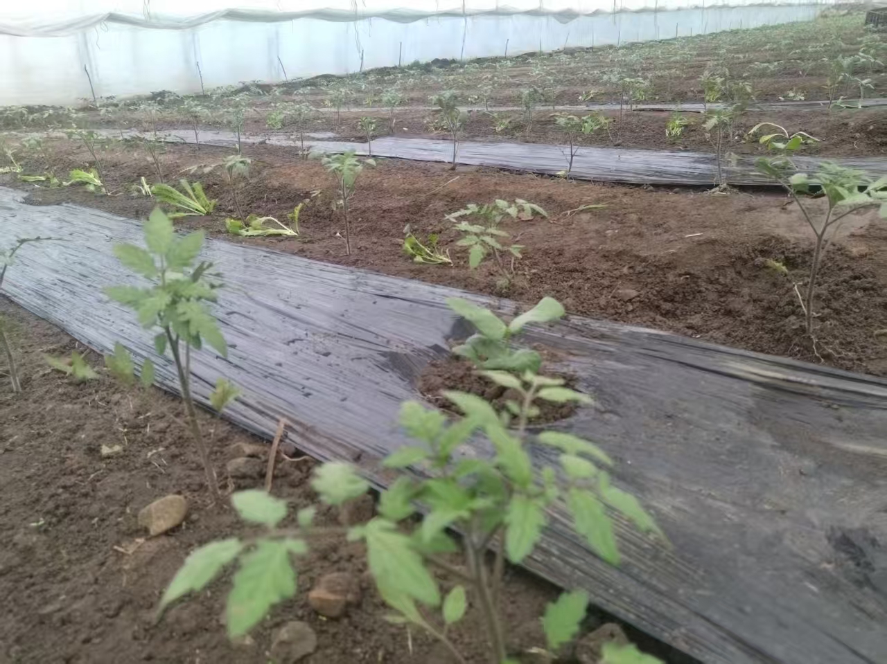 哈市香坊區幸福鎮光明村：多舉措應對「倒春寒」  嚴控「小時候的味道」