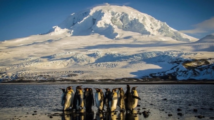 海豹和企鵝面臨加關稅！特朗普關稅加到無人島