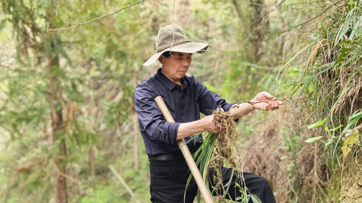 謝氏草藥第五代傳承人謝志元：治病救人是我的本分