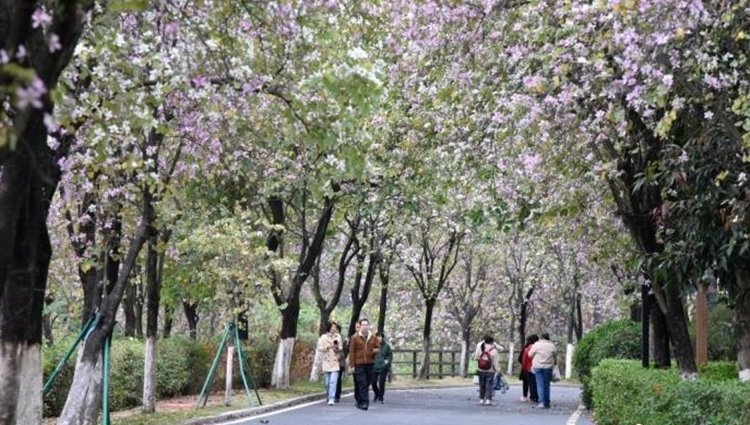 今年清明假期廣州文旅消費總額同比增長兩成多