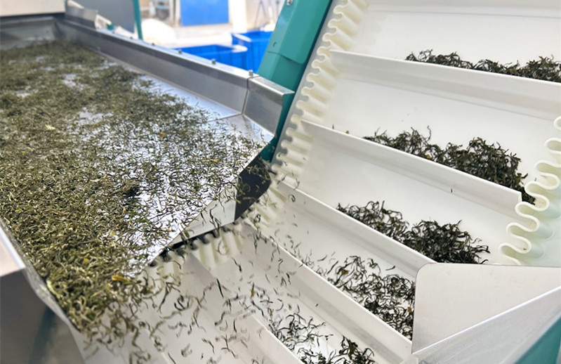 皖徽州區：春茶搶「鮮」  供銷兩旺