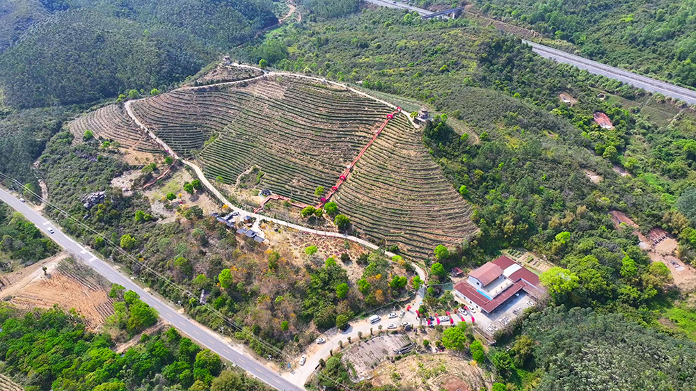 汕尾海豐：科技賦能茶產業提質增效  助推鄉村振興發展