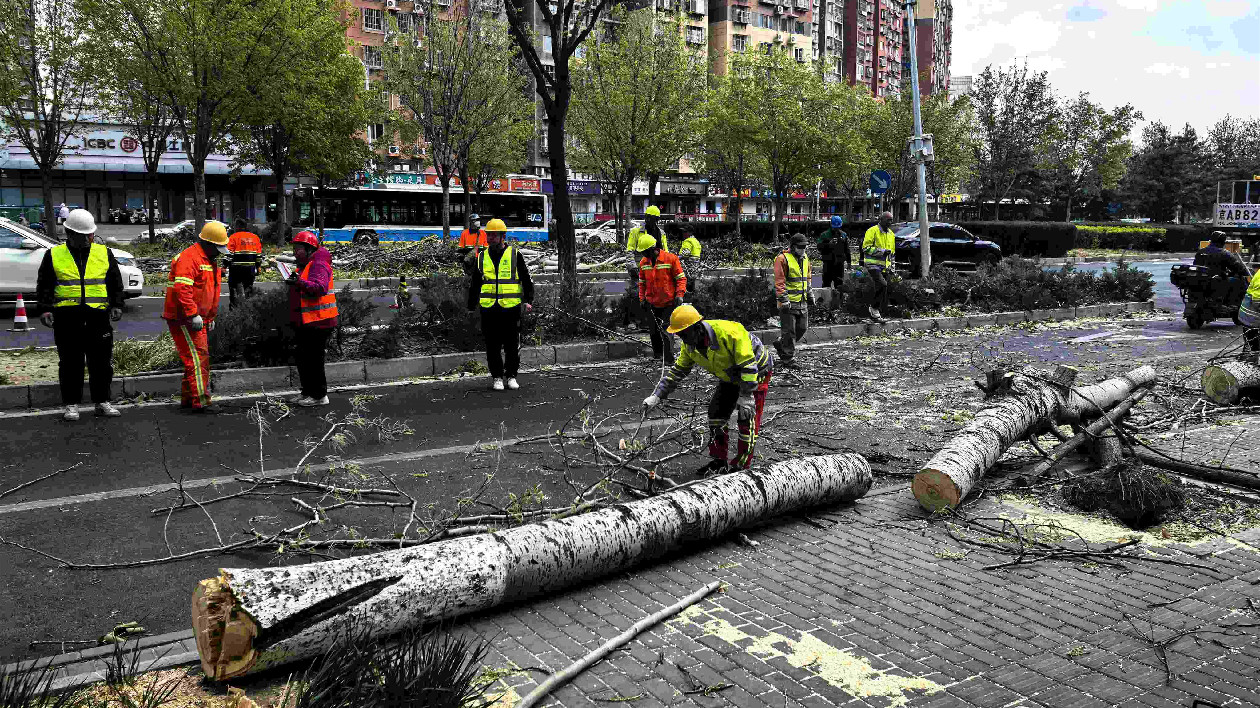 大風之中見真情 北京朝陽提供3.3萬餘停車位、開展「防風護家行動」、應急處置154株倒伏樹木、保障高教自考安全進行