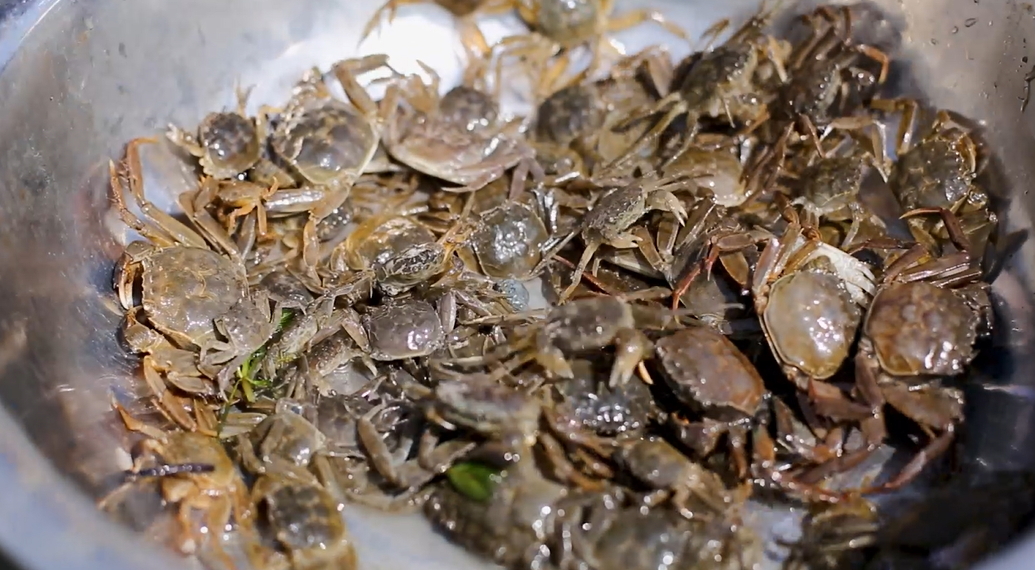 【視聽山東】百萬蟹苗靜待金秋「蟹」逅