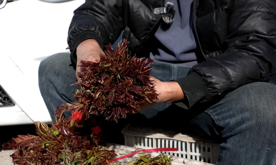 【視聽山東】萬畝香椿迎豐收