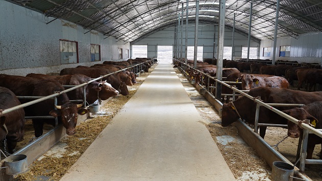 甘肅靜寧：肉牛產業「犇」富路 鄉村振興「牛」勁足