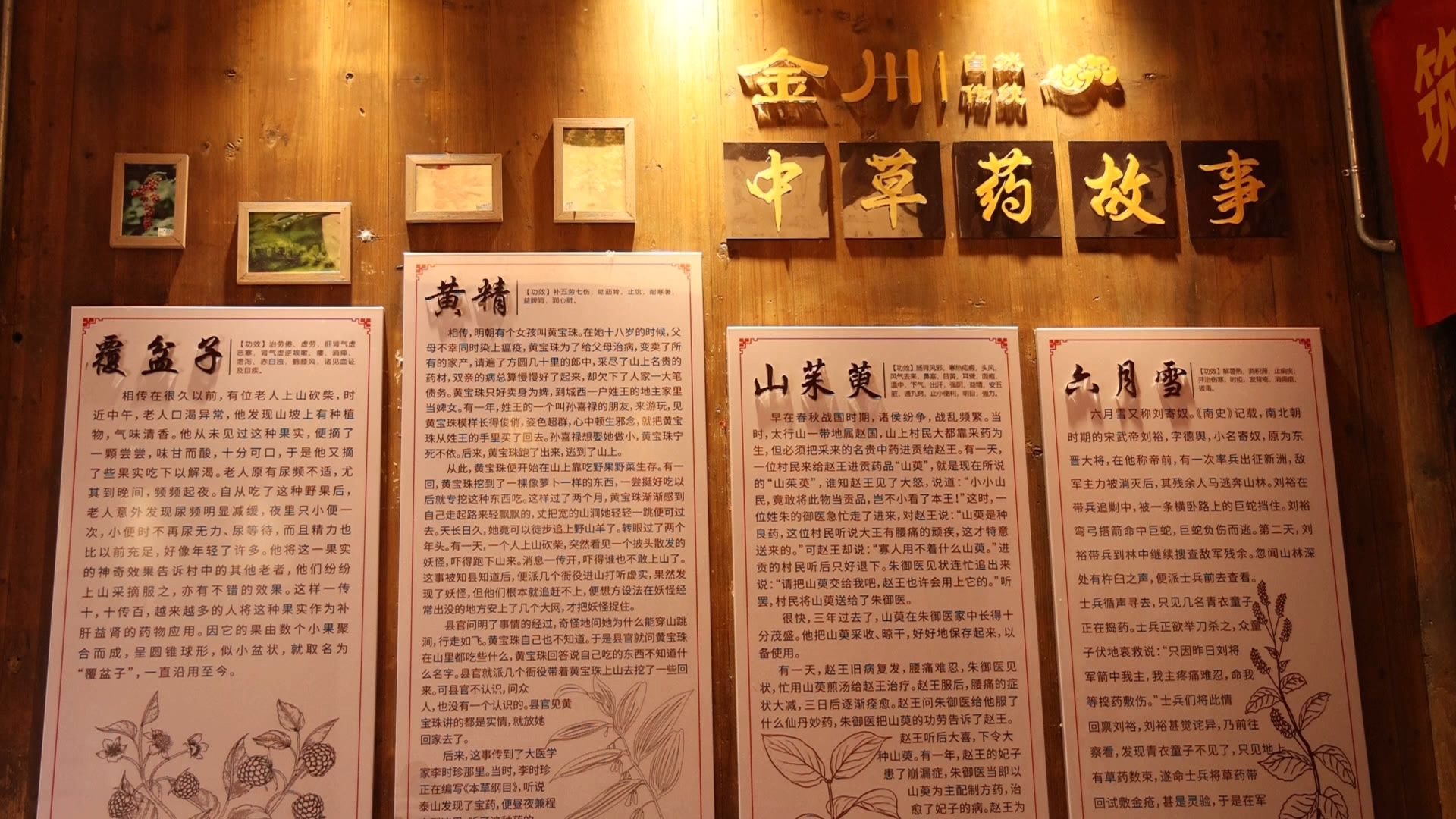 識百草賞標本 皖歙縣打造中醫藥文化研學課程