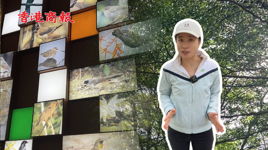 有片丨【港媒一姐灣區行】大灣區萌娃邂逅福田紅樹林 觀鳥研學樂翻天