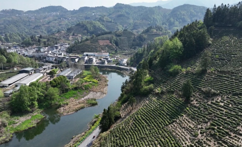 入局新茶飲搶占新賽道  年產200噸新茶飲原料生產線在歙縣建成
