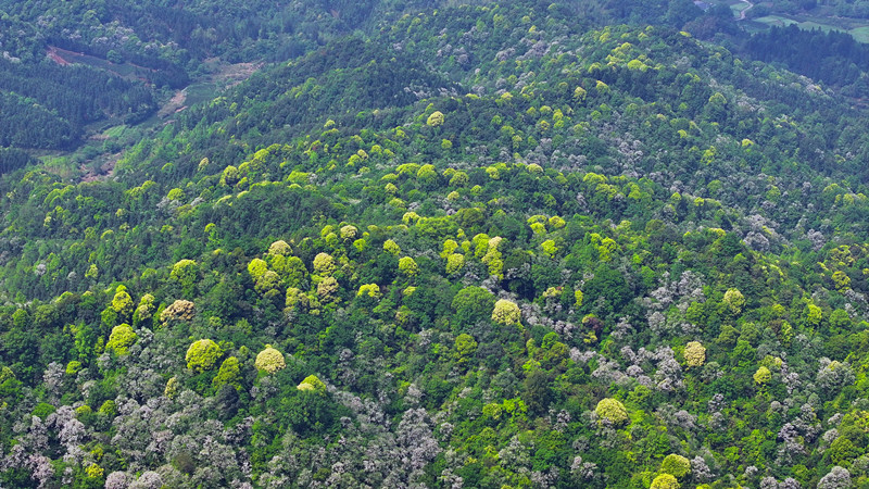 皖祁門縣：苦櫧開花 景美如畫