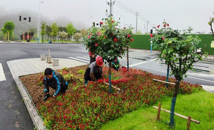 皖休寧縣：讓城市綠意常在繁花似錦