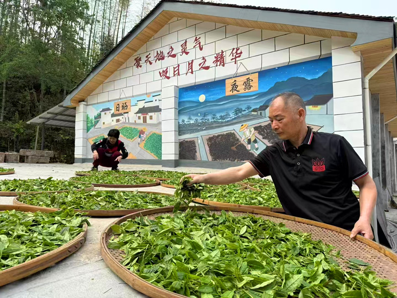 祁門蘆溪：安茶企業迎來銷售旺季