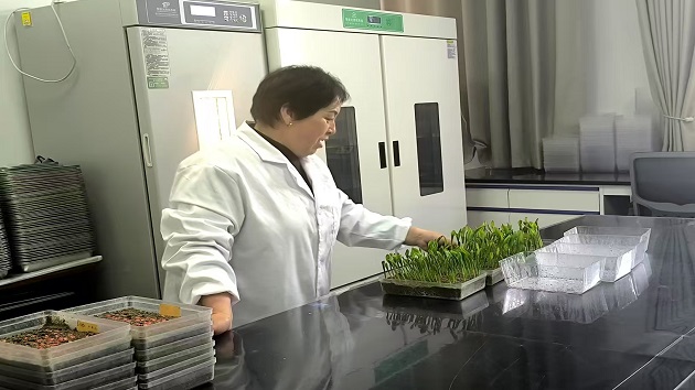 甘肅張掖：招大引強激活種業新動能