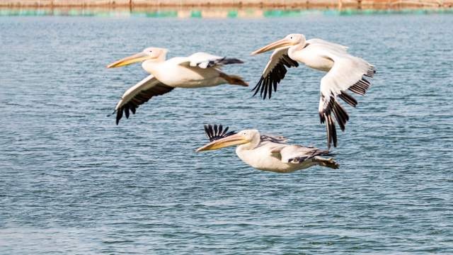 武漢野生動物王國首屆神奇動物嘉年華五一開幕