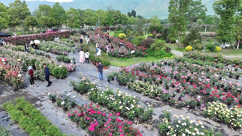 「五一」臨近 四川綿竹各景區做足準備迎客來