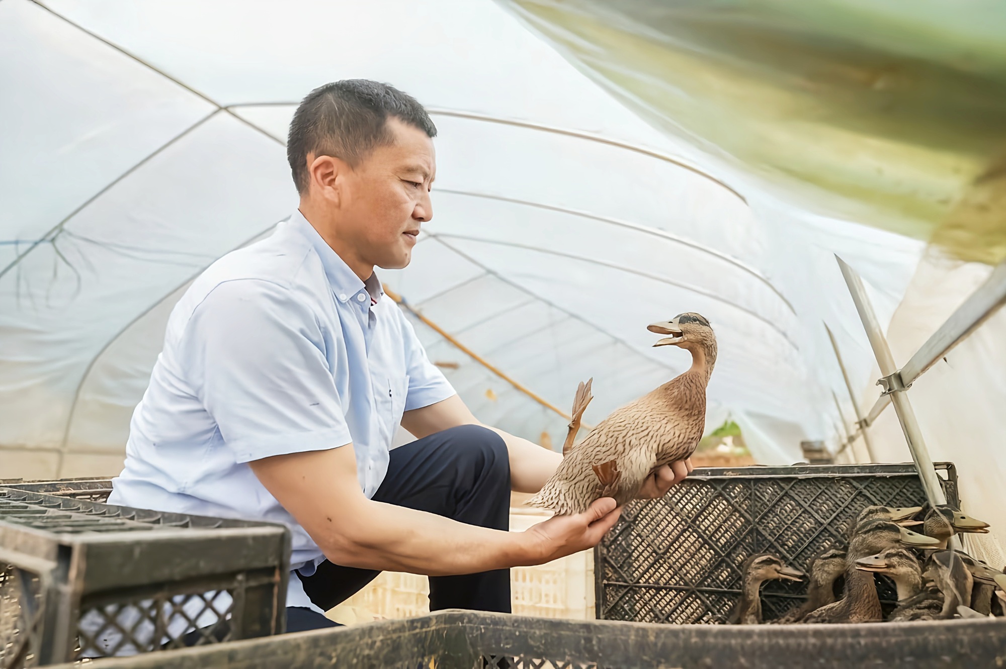 勞動之光——全國勞模王金保的鄉村振興征途