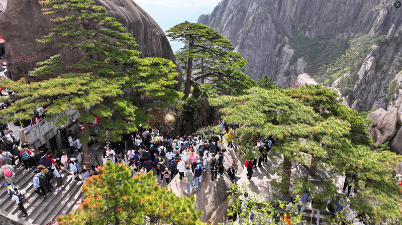 黃山風景區：山花盛放  活動多彩