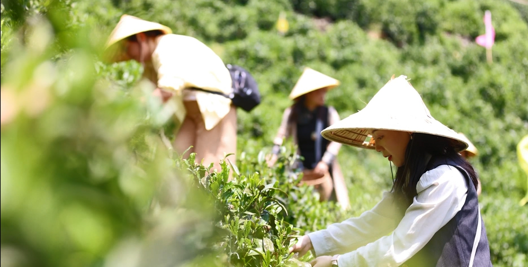 皖徽州區：樂享「綠色假期」 茶旅融合受青睞