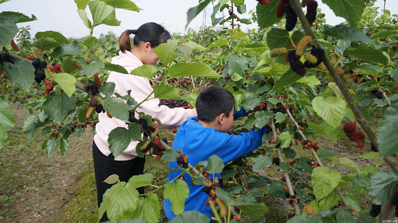 春採桑夏摘葡秋收藥  皖祁門縣四季產業鏈增色共富畫卷