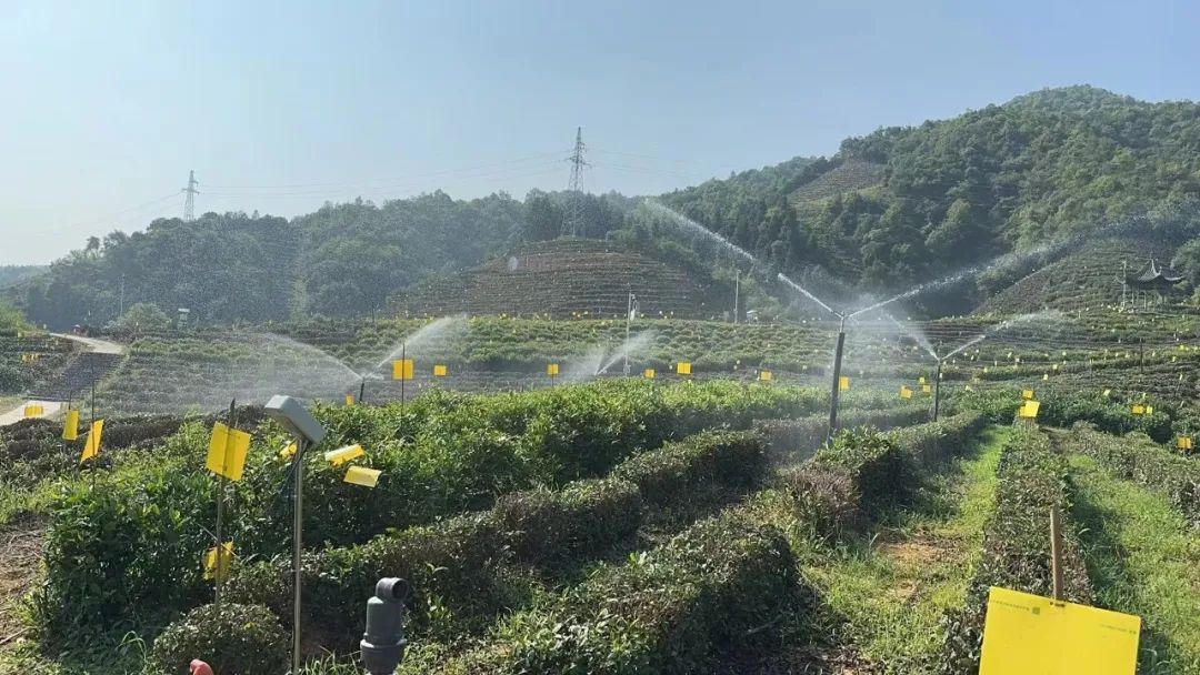 皖祁門縣：數字賦能茶產業升級增效