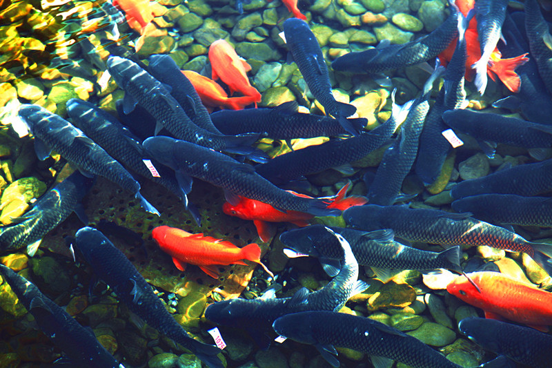 皖休寧板橋：優質山泉水養出「致富魚」