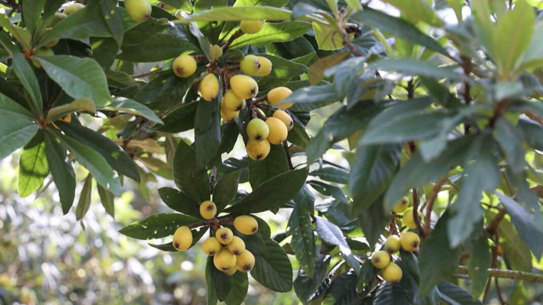 皖歙縣：向新而行  釋放產業發展「含金量」