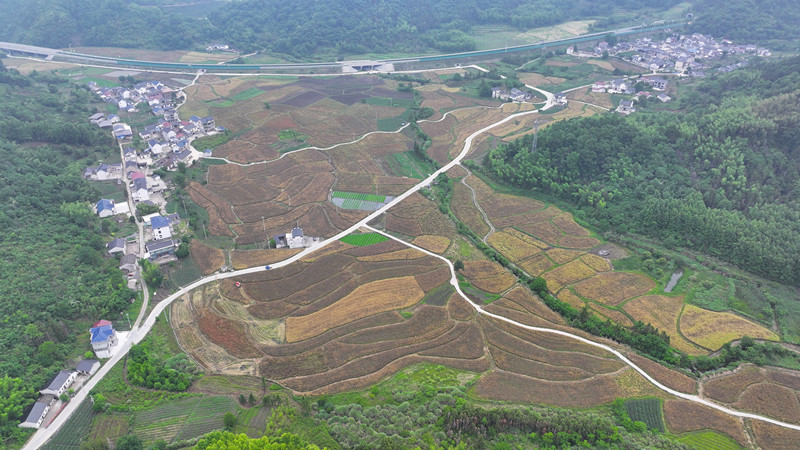 皖祁門縣：油菜大面積收割 預計產量略高去年