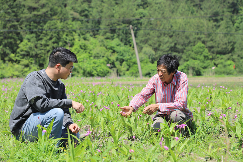 從須「守綠」到「藥」生金  皖休寧林下經濟向綠圖強