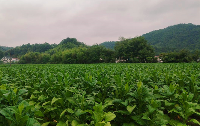 皖祁門安凌鎮：「黃金葉」成「致富葉」