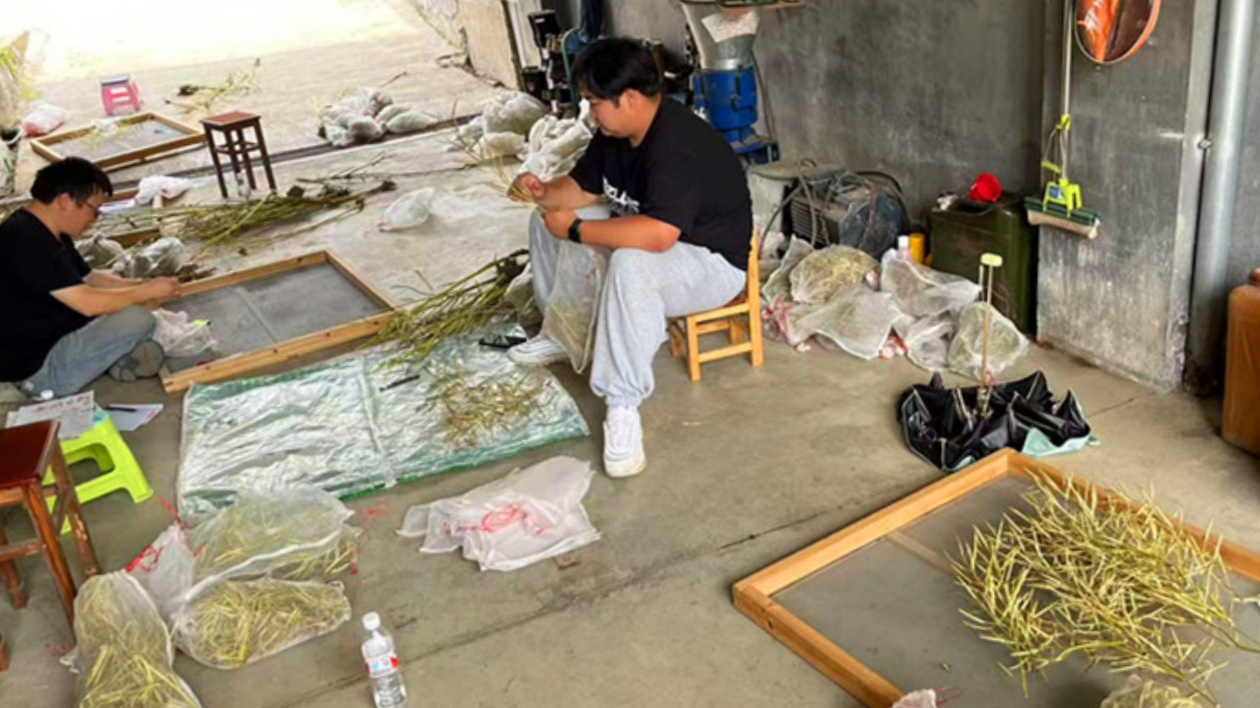 皖黟縣：農業提質增效  柯村「油」力量