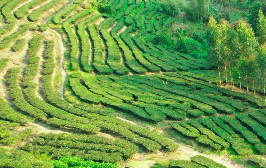 中國華夏文化遺產基金會啟動青年領航茶人傳承計劃