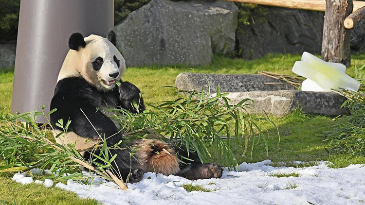 日本和歌山縣4隻大熊貓將於6月28日送返中國