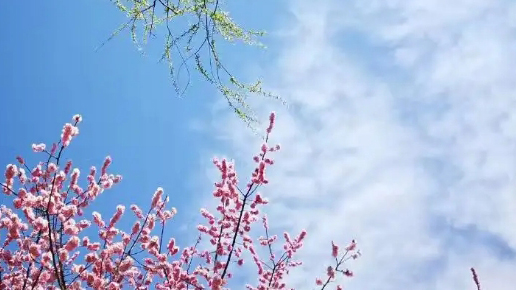 美的復調——論朱積《最美的》詩中的生態詩學與勞動美學