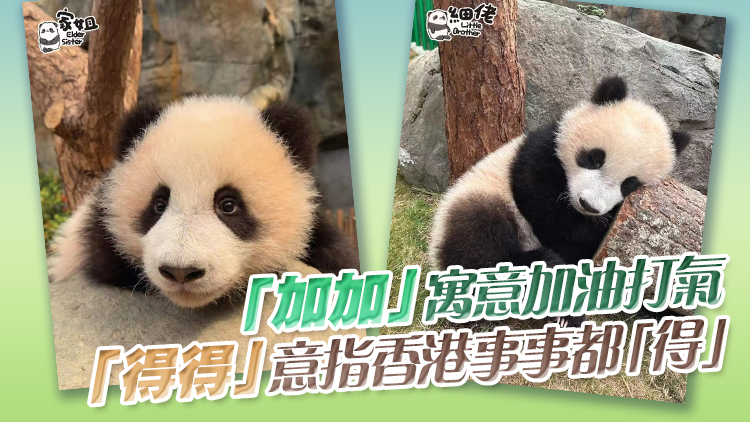 海洋公園公布大熊貓龍鳳胎名字 家姐叫「加加」 細佬叫「得得」