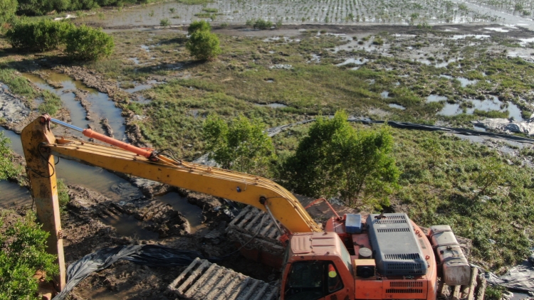 廣東推動紅樹林全部納入生態補償範圍