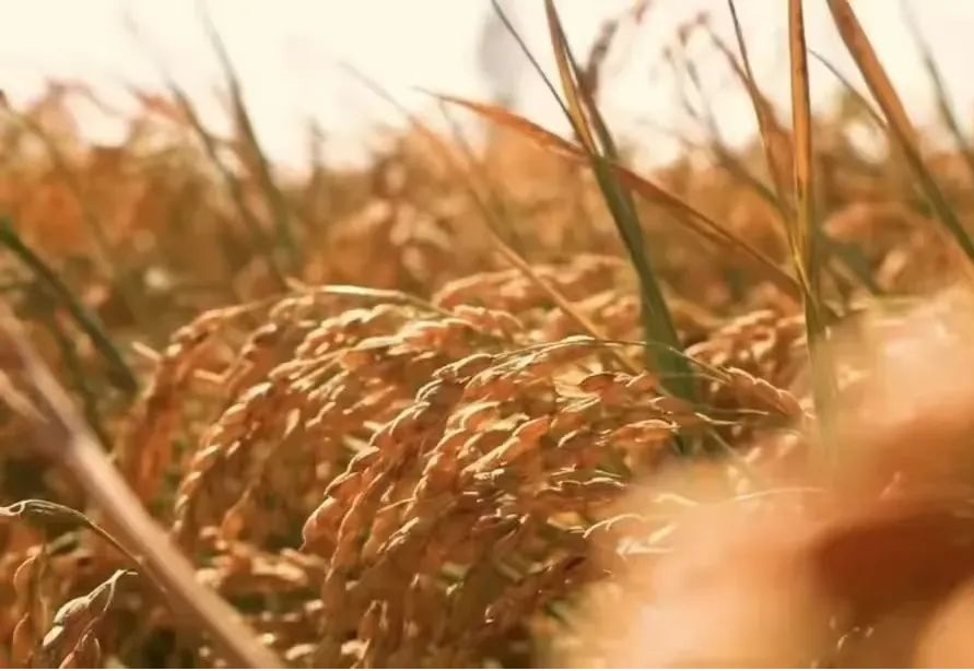 渤海灣畔的「米文章」：營口探索特色稻米產業高質量發展新路徑