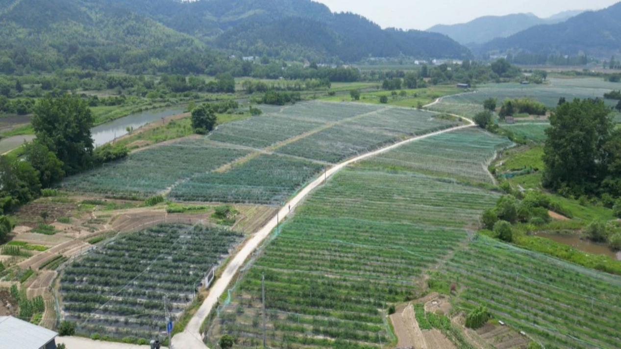 田園變樂園  皖黟縣農旅融合繪「豐」景
