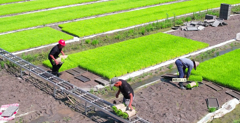 皖休寧縣：芒種插秧忙 田間添新綠