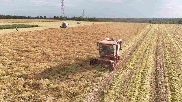 甘肅寧縣10萬畝油菜迎來收穫期