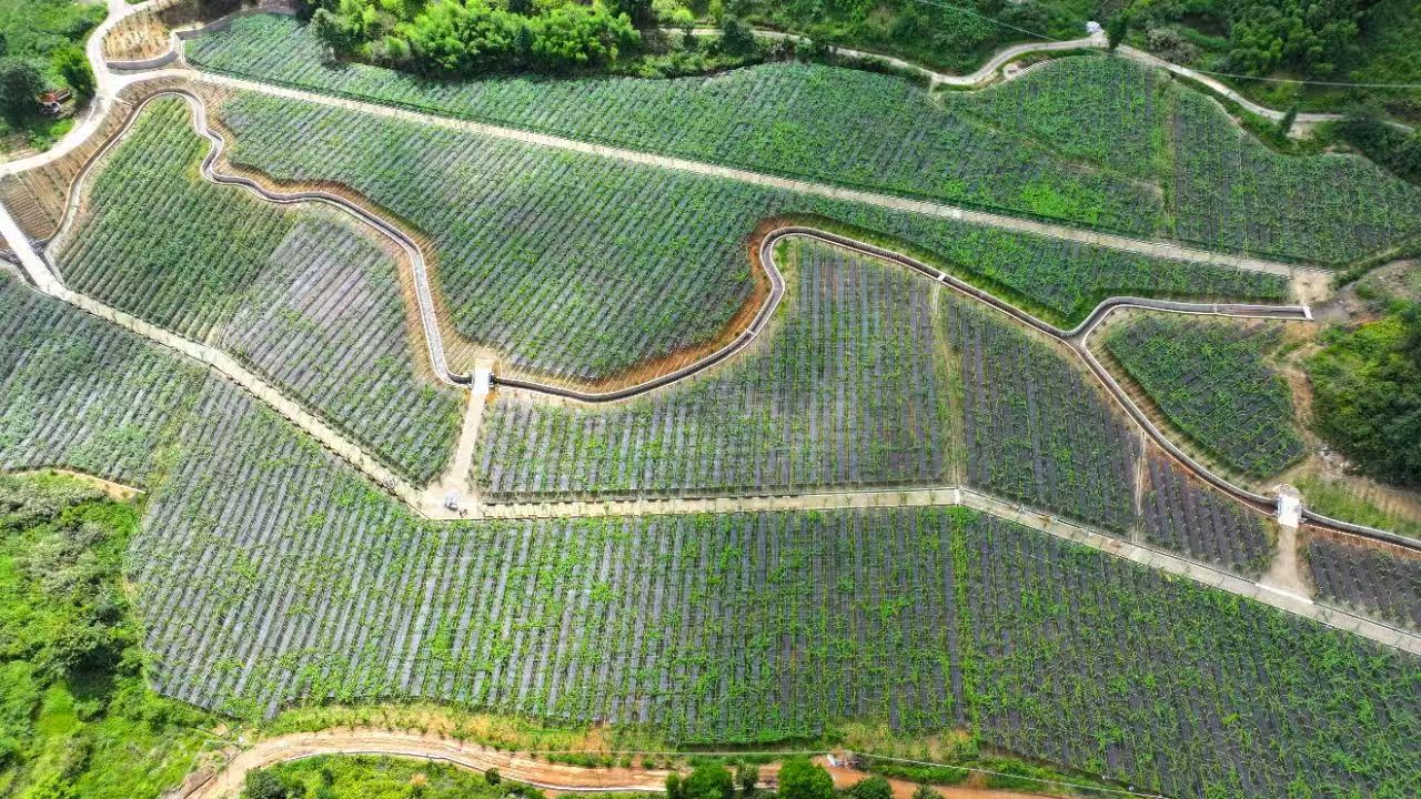 廣東新豐雪峒村：撂荒地變身「聚寶盆」 佛手瓜豐收咯