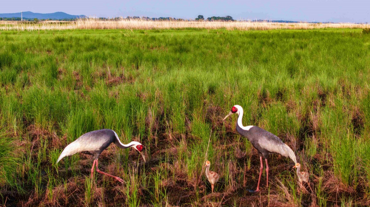 黑龍江饒河：多種珍稀鳥類幼崽 破「繭」成「蝶」 註腳人與自然優良生態環境