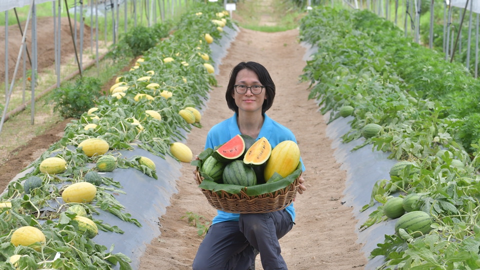 本地有機西瓜節周五起一連4日舉辦 首度引入國家研發新品種