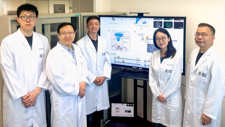 港大醫學院發現全球首個「隱藏」外周神經幹細胞 有助推動再生醫學治療