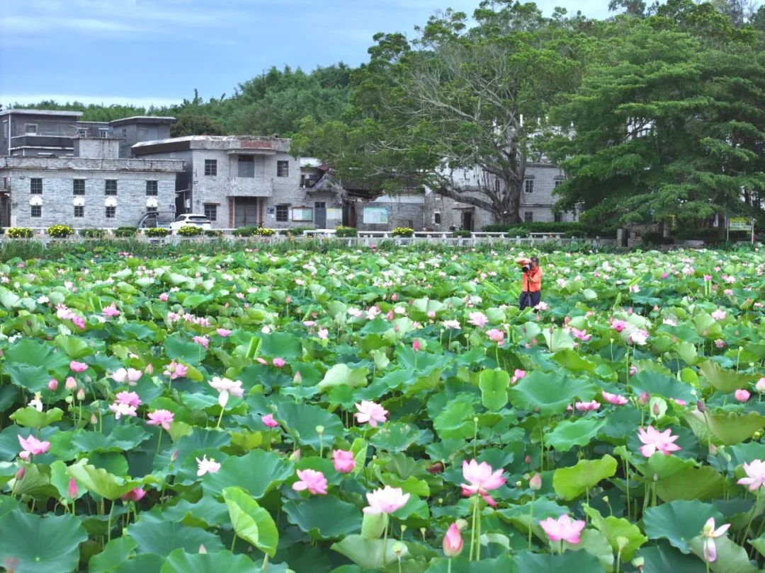 一起邂逅台山的「粉荷映日」夏日浪漫
