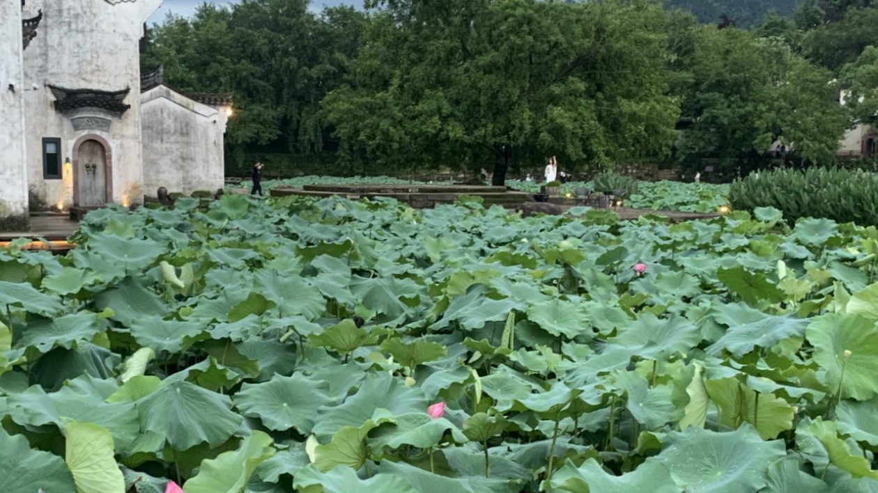 有片 | 皖徽州區：蓮開夏日  清韻悠長